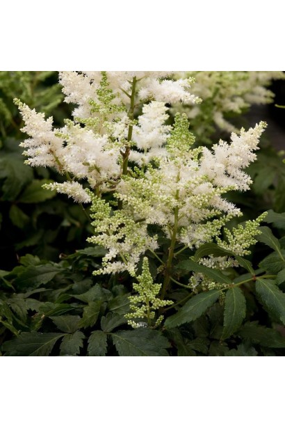 Astilbe arendsii Brautschleier білі квіти